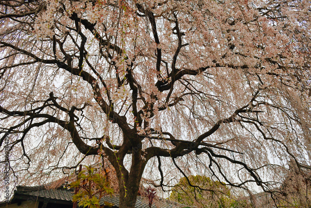 京都 本満寺の枝垂れ桜(枝垂桜)(日本京都府京都市) Kyoto - Weeping cherry blossoms (shidazakura) at Honmanji Temple (Kyoto City, Kyoto Prefecture, Japan) 京都 本満寺の枝垂れ桜(枝垂桜)(日本京都府京都市) Kyoto - Weeping cherry blossoms (shidazakura) at Honmanji Temple (Kyoto City, Kyoto Prefecture, Japan)