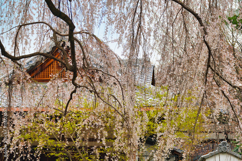 京都 本満寺の枝垂れ桜(枝垂桜)(日本京都府京都市) Kyoto - Weeping cherry blossoms (shidazakura) at Honmanji Temple (Kyoto City, Kyoto Prefecture, Japan) 京都 本満寺の枝垂れ桜(枝垂桜)(日本京都府京都市) Kyoto - Weeping cherry blossoms (shidazakura) at Honmanji Temple (Kyoto City, Kyoto Prefecture, Japan)
