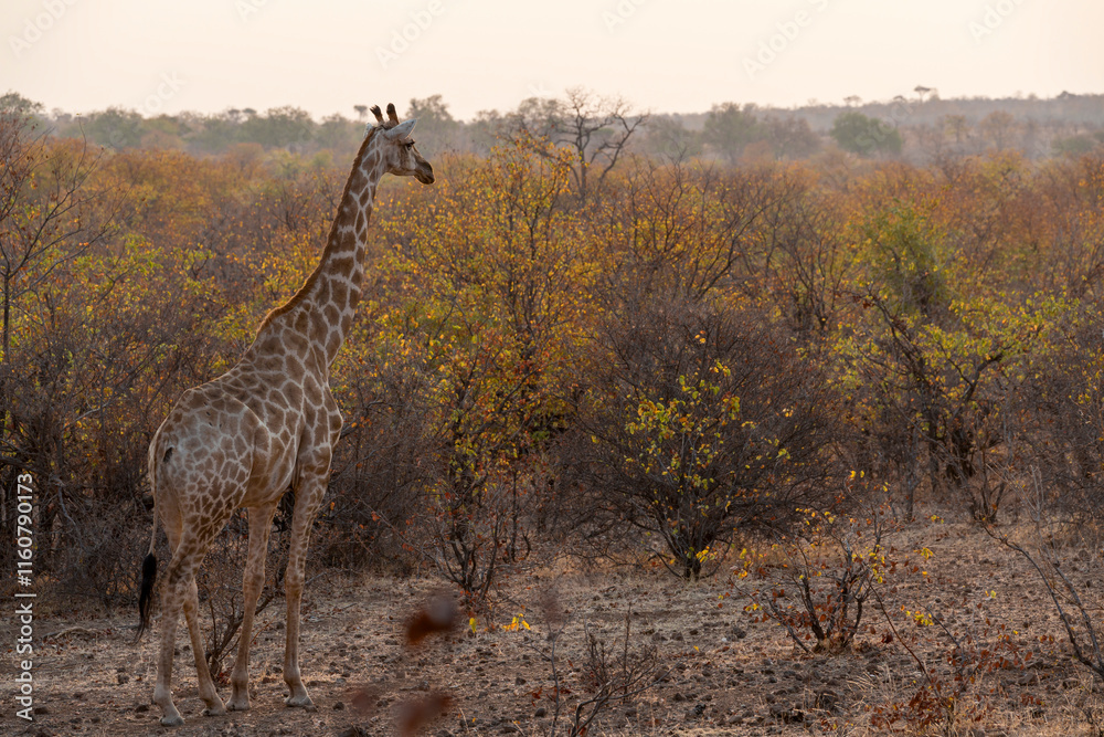 Obraz premium South African giraffe or Cape giraffe (Giraffa giraffa) or (Giraffa camelopardalis giraffa) in mopane veld. Mashatu Game Reserve. Northern Tuli Game Reserve. Botswana.