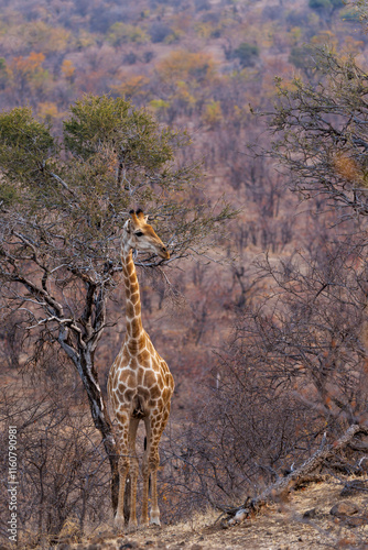 South African giraffe or Cape giraffe (Giraffa giraffa) or (Giraffa camelopardalis giraffa) standing next to a shepherd's tree. Mashatu Game Reserve. Northern Tuli Game Reserve.  Botswana. photo