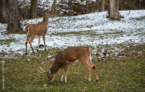 Day prior, both bucks had full racks. Today, both have broken off 1/2 their racks. 12-25-24