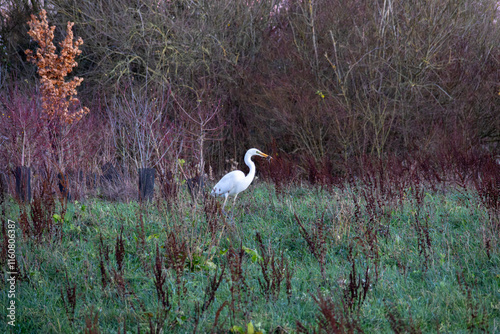 Grande aigrette avec sa proie dans son bec photo