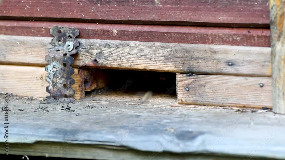 Bees live in the hive .insects, honey bees, live in the hive fly out home, summer beekeeping Bees live in the hive .insects, honey bees, live in the hive fly out home, summer beekeeping