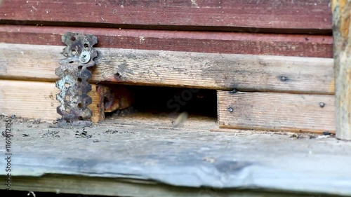 Bees live in the hive .insects, honey bees, live in the hive fly out home, summer beekeeping