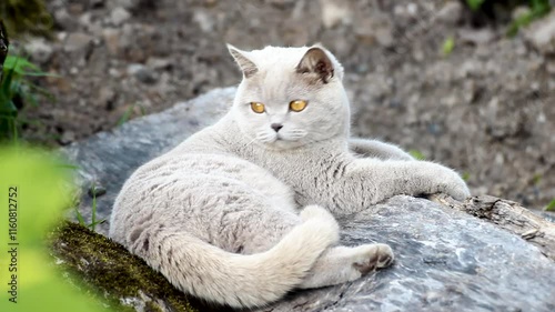 Cat lying on a log.Scottish cat breed pet gray fluffy with amber eyes, playful enthusiastic, hunting peeks out in the bushes outside