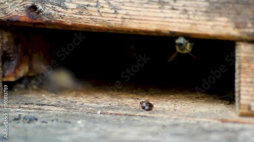 Bees live in the hive .insects, honey bees, live in the hive fly out home, summer beekeeping