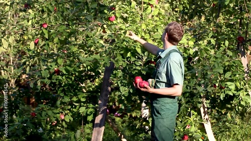 Gardener farmer in an apple orchard .young guy Gardener worker cheerful positive proud juggles fun bites apples from a tree in the garden in summer quality control