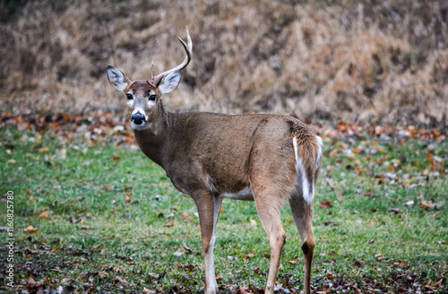 Obraz na płótnie 8 Point Buck Lost Half Rack 2 Days Ago. 12-26-2004 w salonie