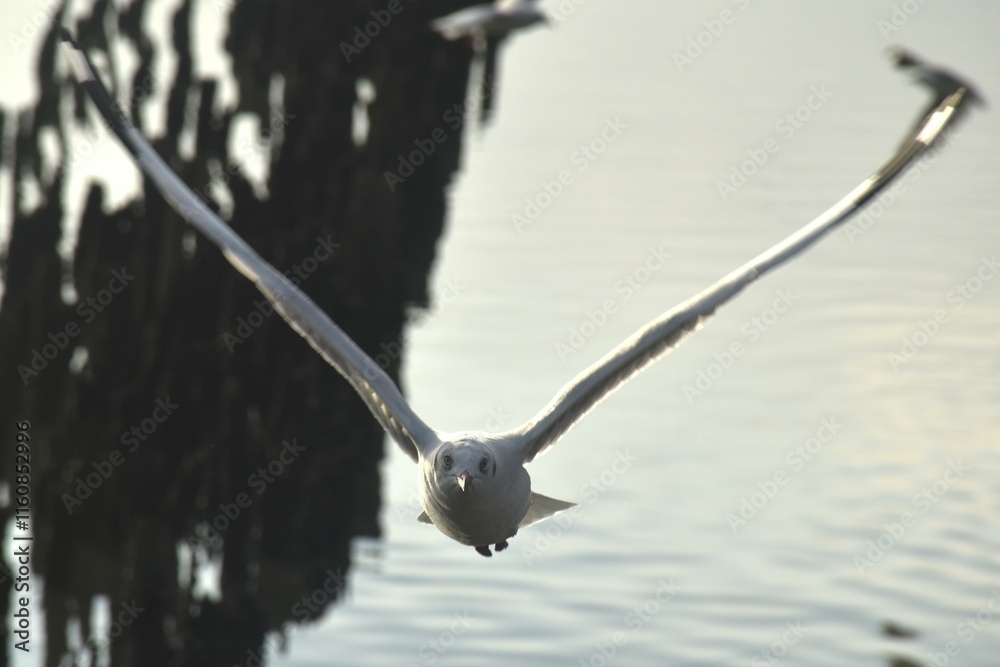seagull evacuate in winter flying to feeding food on sea at red bridge travel location in Samutsakorn Thailand 