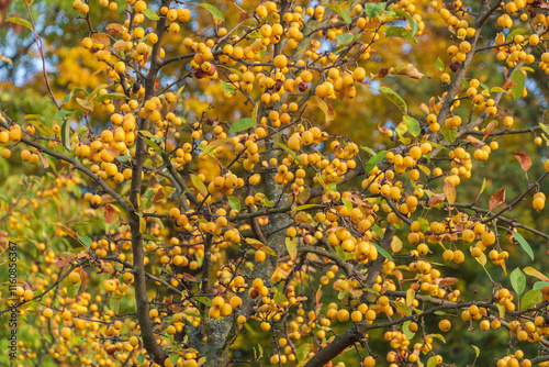 Yellow fruits of Malus prunifolia. plumleaf crab apple, plum-leaved apple, pear-leaf crabapple, Chinese apple, Chinese crabapple. photo