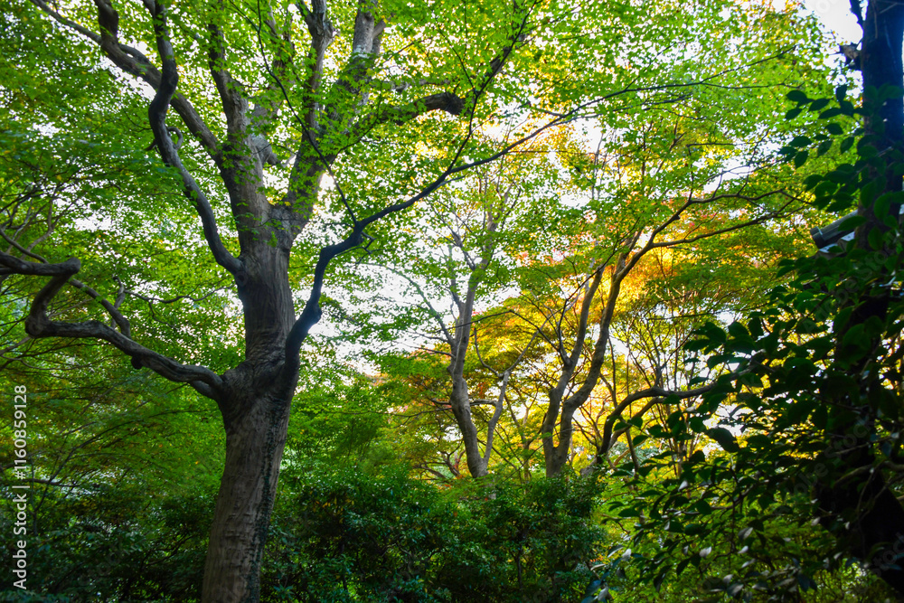 autumn scenery steeped in the garden autumn scenery steeped in the garden