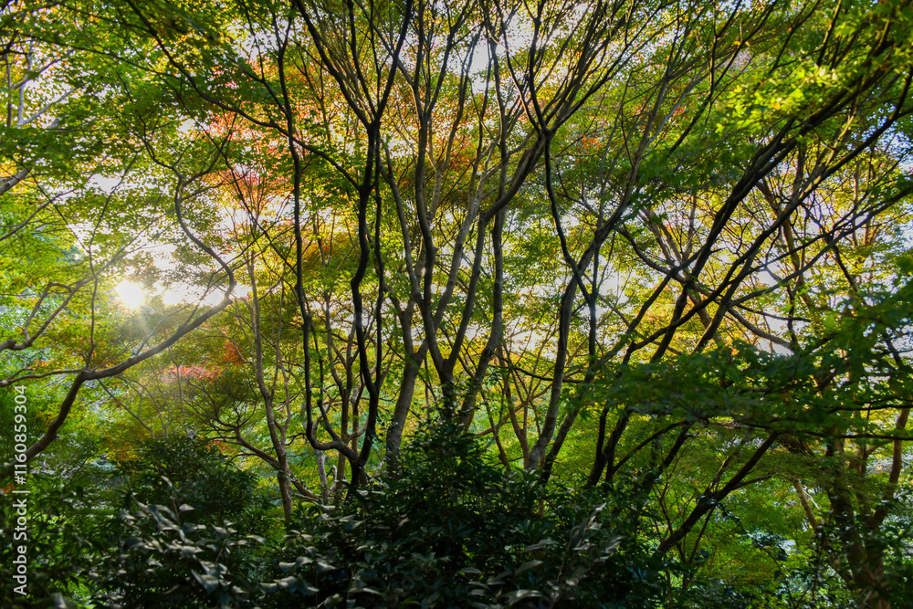 Fototapeta premium morning in the woods