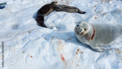 Сrabeater seal (Lobodon carcinophaga) and Weddell seals lying on the snow in Antarctica photo