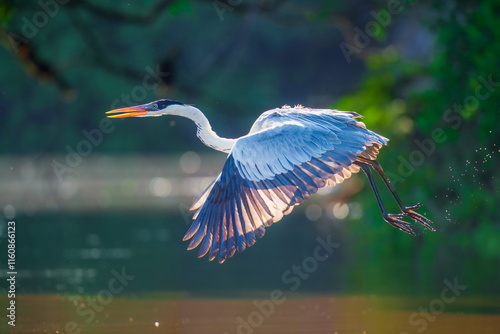 Cocoi heron (Ardea cocoi) in flight, in backlight, Santa Rosa Protected Park, Rurrenabaque, Beni, Bolivia photo