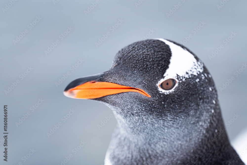 Naklejka premium Gentoo penguin in Antarctica. Wild nature. Snow. South Pole.