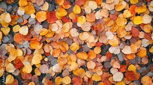 Autumn Leaves: A Tapestry of Fall Colors photo