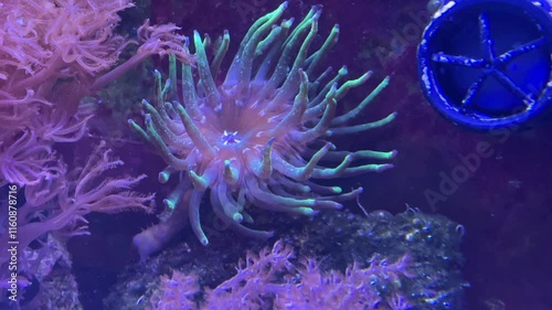 Korallen, Anemonen, Fische im Aquarium. meerwasseraquarium