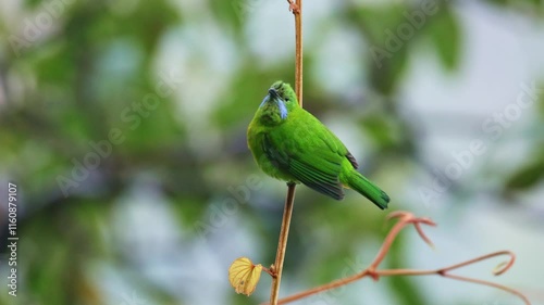 Orange-bellied leafbird
