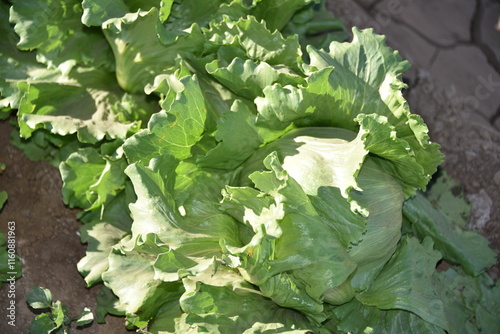 Yuma, AZ. U.S.A. 11/2024.  At the convergence of Arizona, California, Mexico and the Colorado River is Yuma, Arizona, the Winter Lettuce capital of North America. 