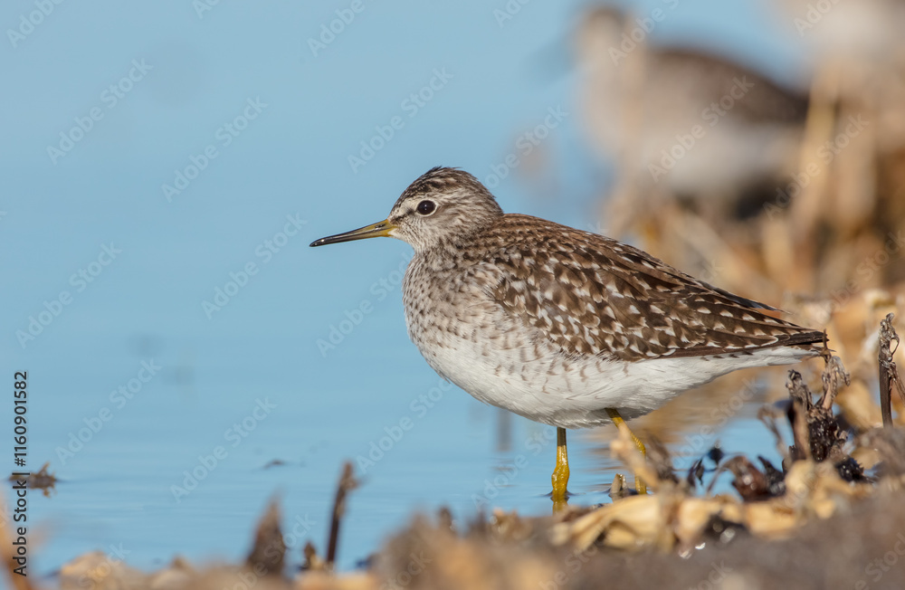 Wood Sandpiper - in spring on the migration way at wetland Wood Sandpiper - in spring on the migration way at wetland