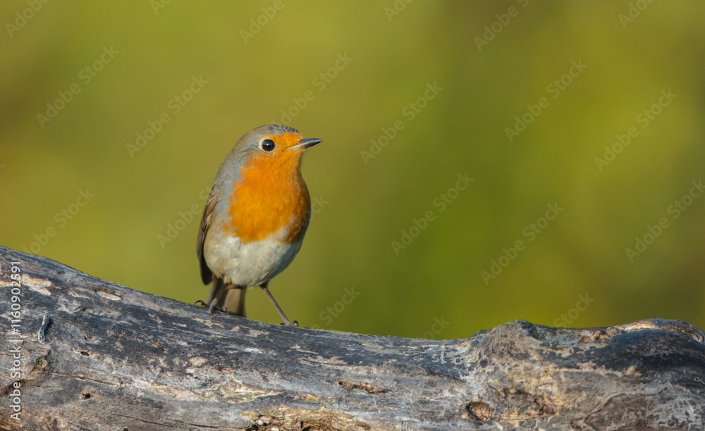 The European robin - at the wet forest in autumn The European robin - at the wet forest in autumn