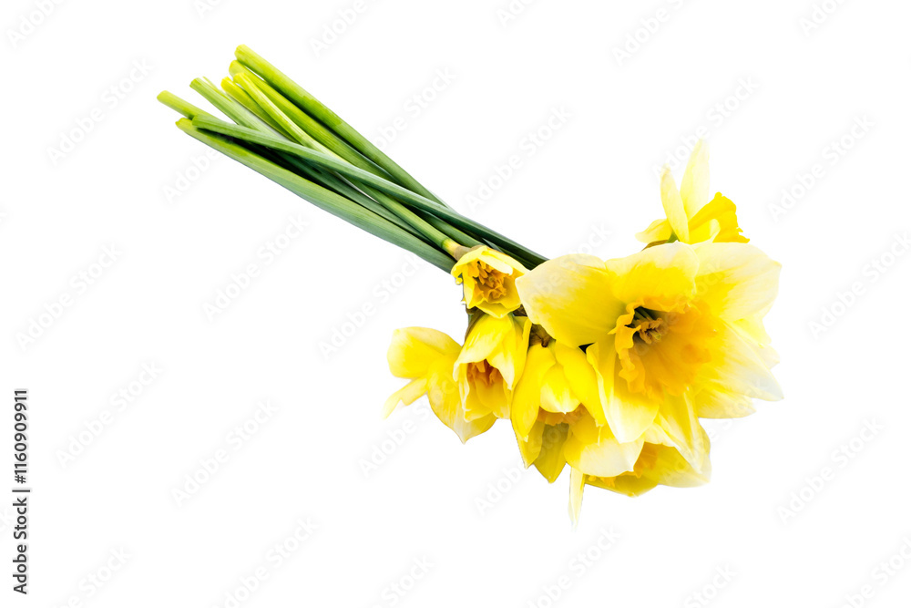daffodils isolated on transparent background