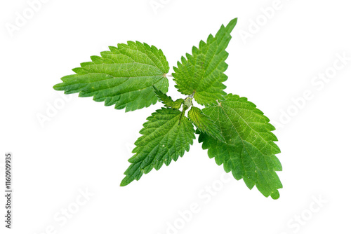 nettle leaf isolated on transparent background