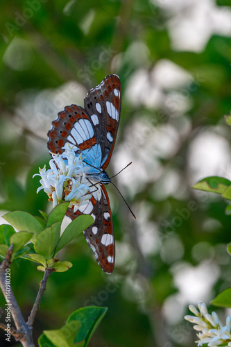 Southern White Admiral butterfly, Limenitis reducta, Brac, Croatia photo