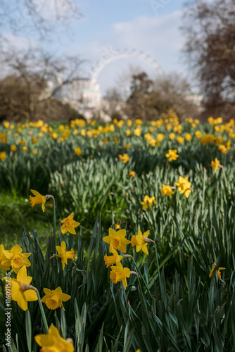 spring in the park,London,St. James's Park's,daffodils 
