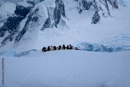 Group of adelie penguins (Pygoscelis adeliae) in Antarctica Berthelot`s island. Wild nature. photo