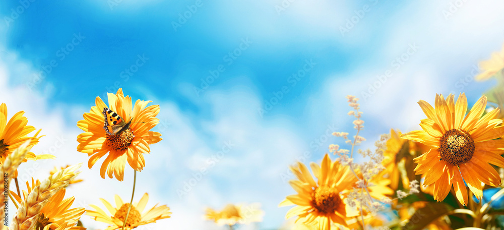 Bright decorative orange flowers of sunflower against blue sky with clouds and fluttering butterflies in spring or warm summer on nature. Panoramic landscape, copy space.