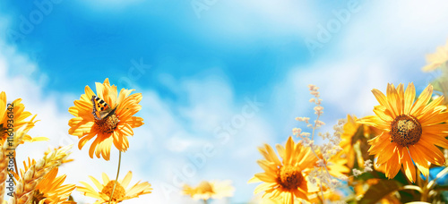 Obraz na płótnie Bright decorative orange flowers of sunflower against blue sky with clouds and fluttering butterflies in spring or warm summer on nature. Panoramic landscape, copy space. w salonie