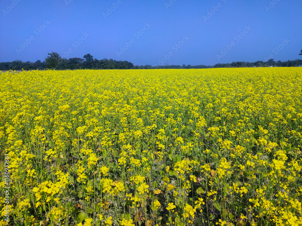 Mustard plants, from this seeds we will get mastered oil
Mustard plants, from this seeds we will get mastered oil