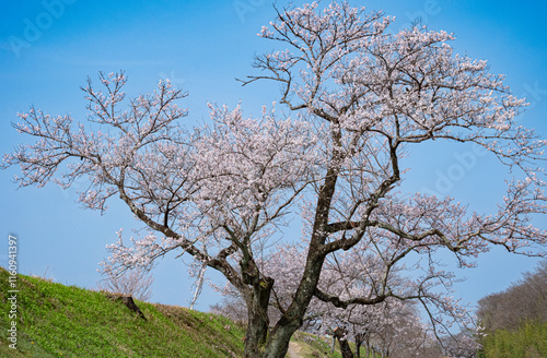 満開の桜と青空が広がる春の風景