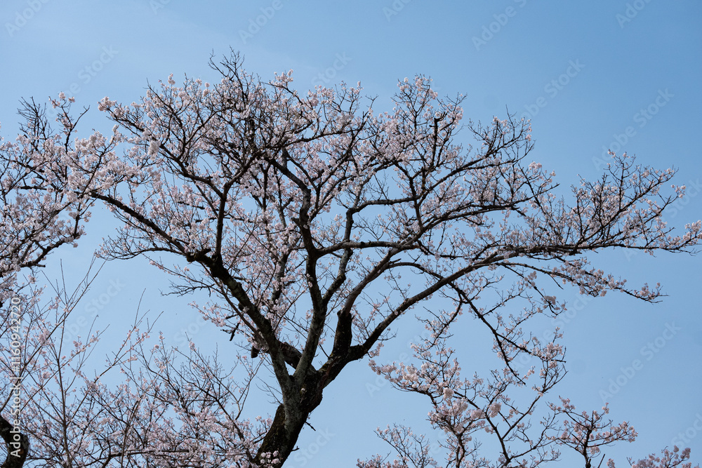 青空に映える桜の木の枝と花々