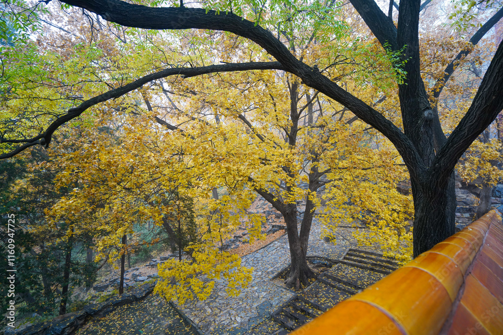 Early Winter Scenery at the North Foot of Wanshou Mountain in Summer Palace