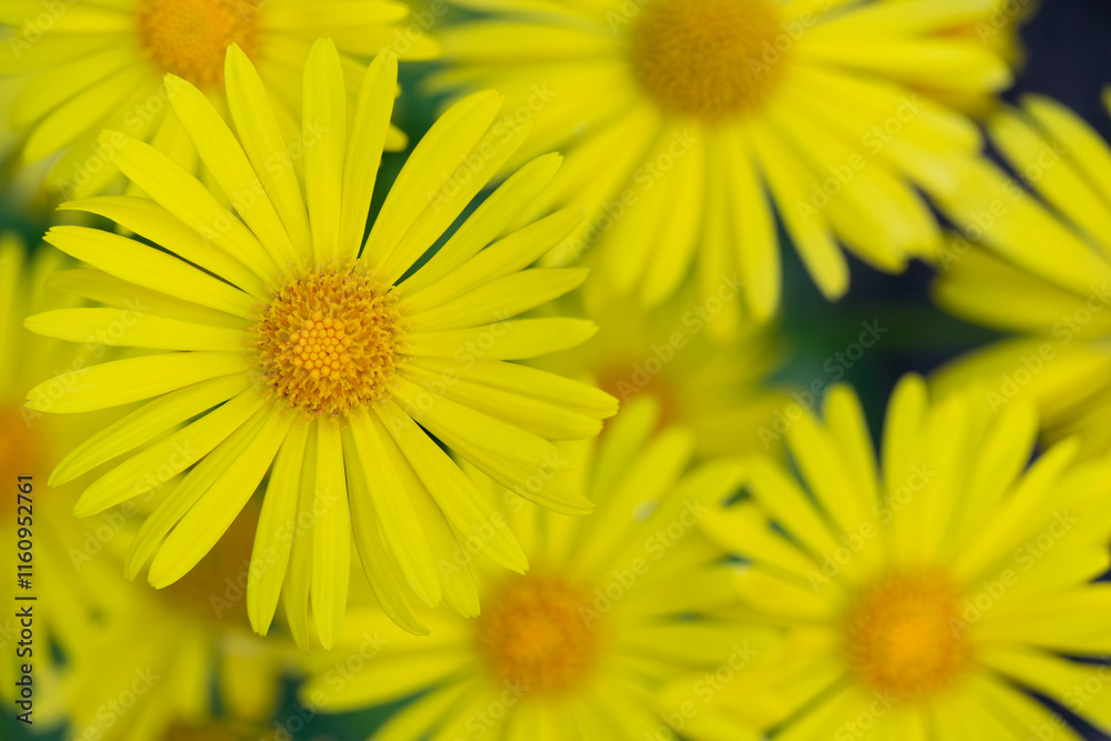 Bright yellow flowers in full bloom during a sunny spring afternoon Bright yellow flowers in full bloom during a sunny spring afternoon
