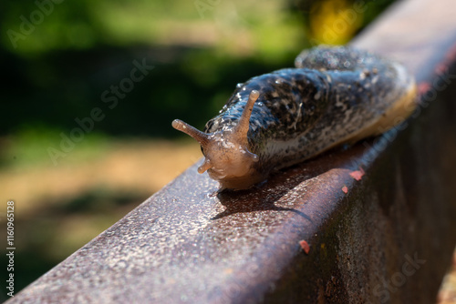 Slug snail photo