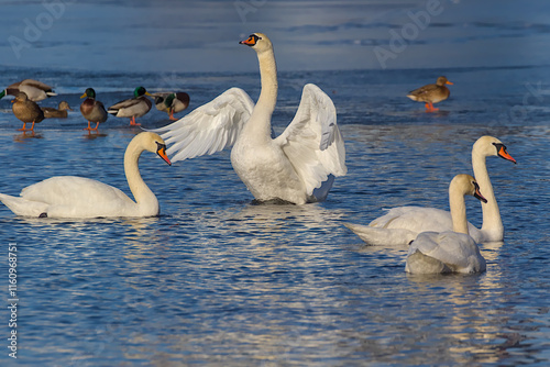 Fototapeta Naklejka Na Ścianę i Meble -  Four elegant white swans glide peacefully across the sparkling water under the bright sun. One swan spreads its wings, showing off its impressive wingspan. Ducks add life to the serene scene.