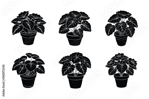 Begonia (Begonia) design, labeled silhouette vector art illustration.