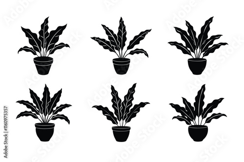 Bird’s Nest Fern (Asplenium nidus) design, labeled silhouette vector art illustration.