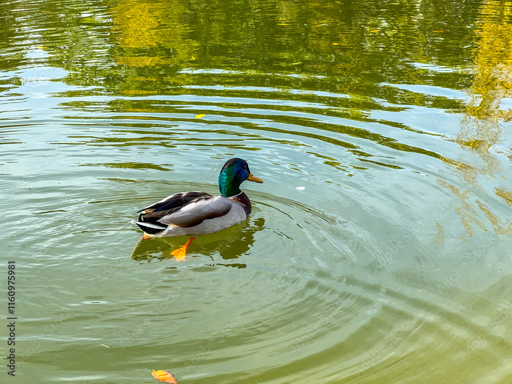 Obraz premium Mallard duck swimming in a pond with ripples