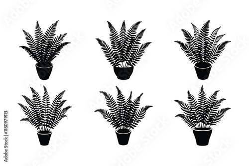 Boston Fern (Nephrolepis exaltata) design, labeled silhouette vector art illustration.