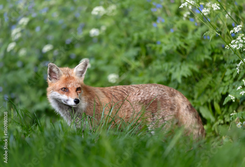 Portrait of a cute red fox standing in a meadow in spring