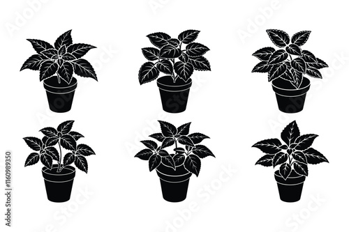 Coleus (Plectranthus scutellarioides) design, labeled silhouette vector art illustration.
