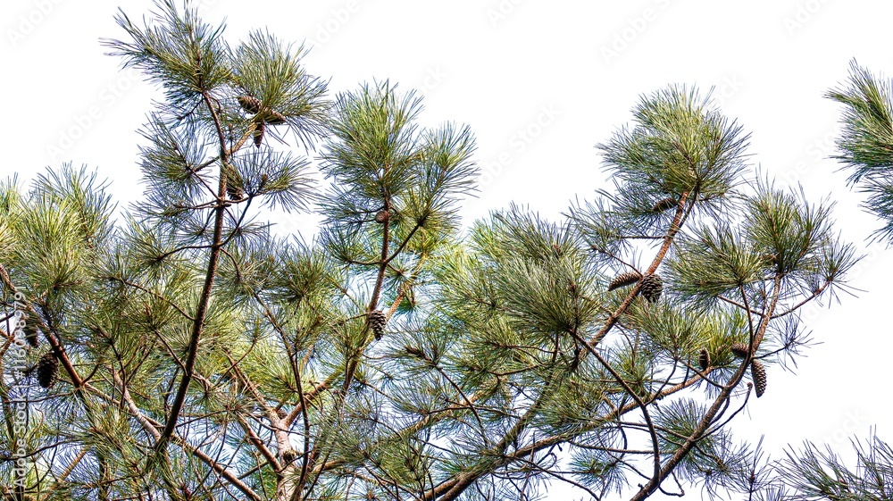 pine tree branches with blue sky pine tree branches with blue sky