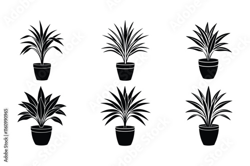 Dracaena (Dracaena marginata) design, labeled silhouette vector art illustration.