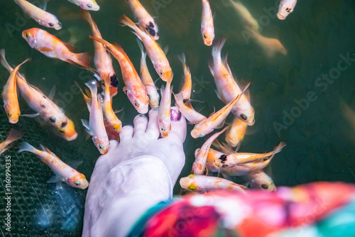 Kangal fish nibble on dead, keratinized skin on woman's foot. Natural pedicure. photo