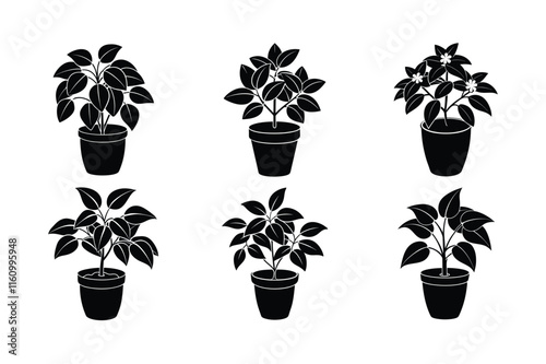 Hoya (Hoya carnosa) design, labeled silhouette vector art illustration.