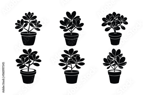 Jade Plant (Crassula ovata) design, labeled silhouette vector art illustration.